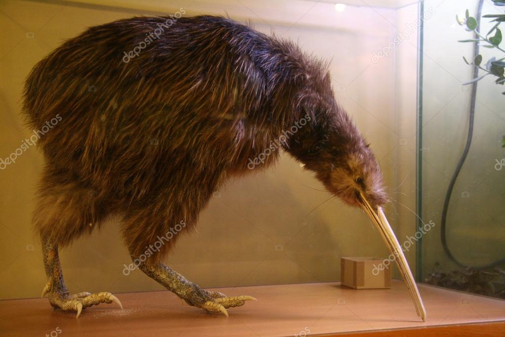 Kiwi Bird , New Zealand