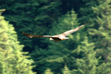 Kel kartal - juneau, alaska, ABD