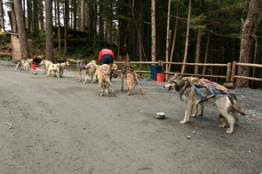 husky Köpek Sledding, alaska, ABD