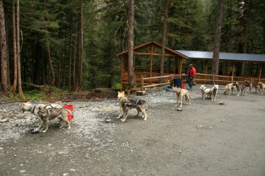husky Köpek Sledding, alaska, ABD