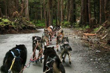 husky Köpek Sledding, alaska, ABD