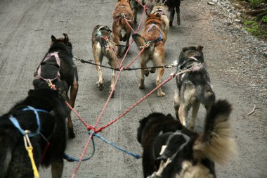 husky Köpek Sledding, alaska, ABD