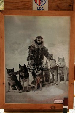 Köpekler, taksiciler ile eski fotoğraf