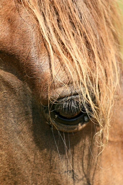 野生の馬アイ - 与那国島、沖縄、日本 — ストック写真