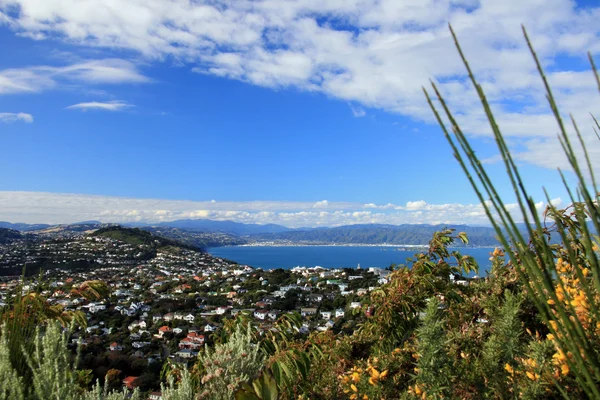 Vue de Wrights Hill, Wellington, Nouvelle-Zélande — Photo