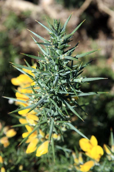 Thorny Plant - Wrights Hill, Wellington, New Zealand — Stock Photo, Image