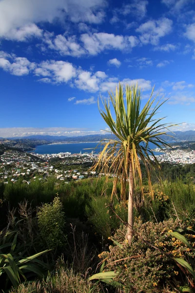 Pohled z Wrightové hill, wellington, Nový Zéland — Stock fotografie