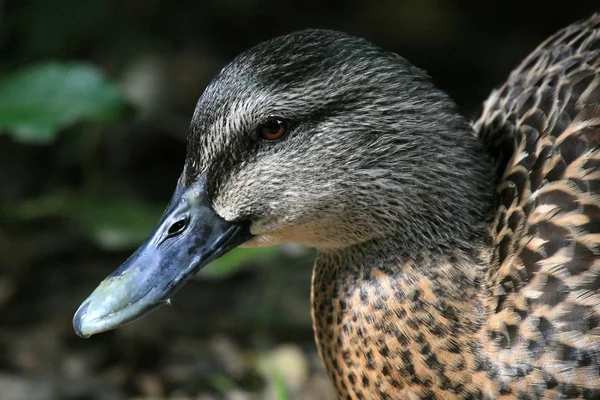 Pato selvagem - Karori Wildlife Sancutuary - Nova Zelândia — Fotografia de Stock