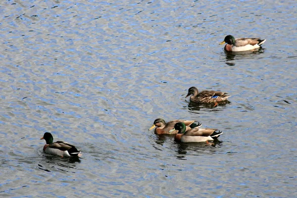 Wild Duck - Karori Wildlife Sancutuary - New Zealand — Stock Photo, Image