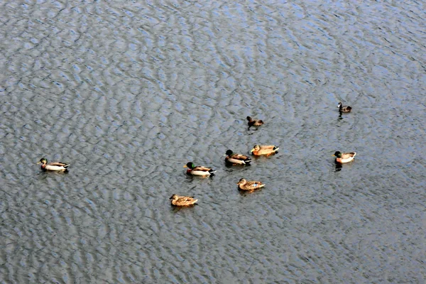 Wild Duck - Karori Wildlife Sancutuary - New Zealand — Stock Photo, Image