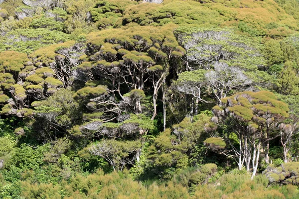 Lesní - karori wildlife sancutuary - Nový Zéland — Stock fotografie