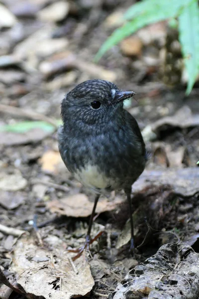 Bird - Karori Wildlife Sancutuary - Nova Zelândia — Fotografia de Stock