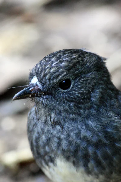 Ptáček - karori wildlife sancutuary - Nový Zéland — Stock fotografie