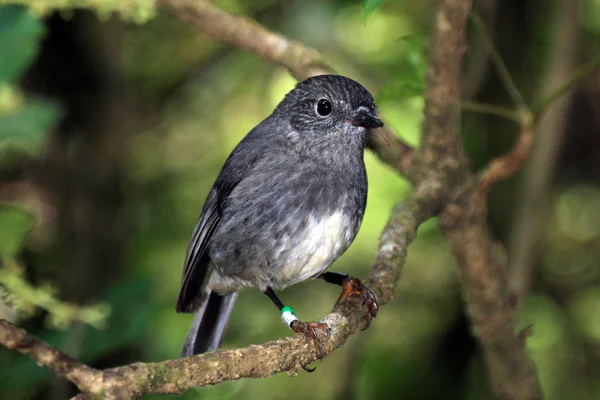 Bird - Karori Wildlife Sancutuary - Nova Zelândia — Fotografia de Stock
