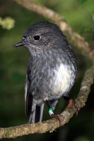 Oiseau - Karori Wildlife Sancutuary - Nouvelle-Zélande — Photo