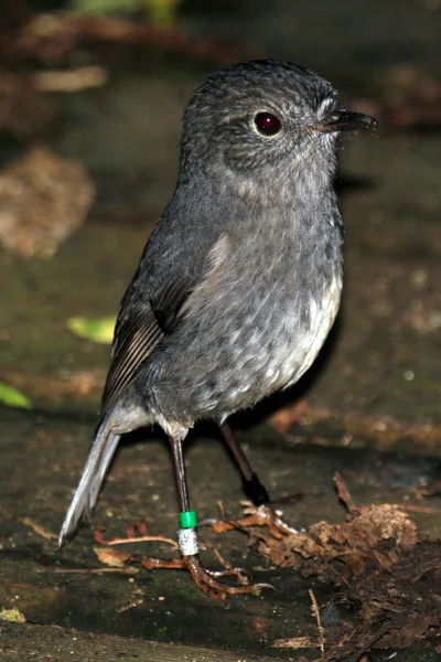 Bird - Karori Wildlife Sancutuary - New Zealand — Stock Photo, Image