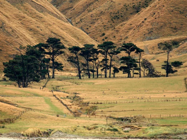 Μάρλμπορω ήχο, Νέα Ζηλανδία — Φωτογραφία Αρχείου