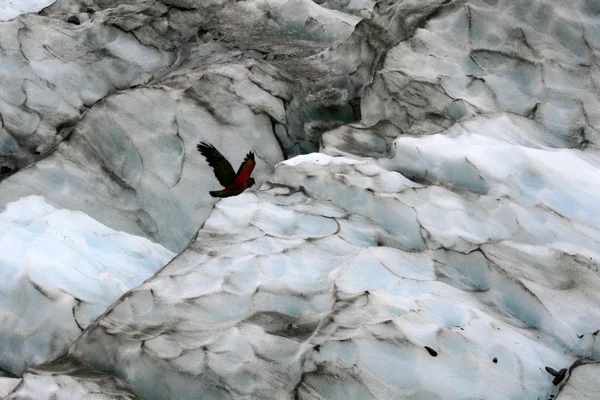 KEA vogel (berg papegaai) - franz josef gletsjer, Nieuw-Zeeland — Stockfoto
