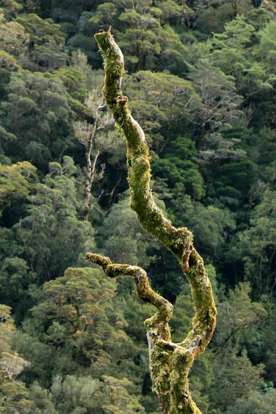 Milford Sound, Te Wahipounamu, Nova Zelândia — Fotografia de Stock