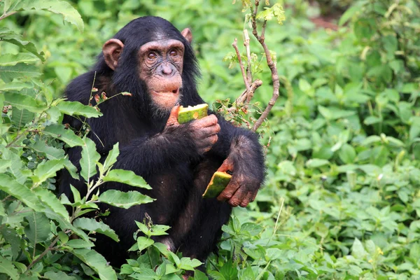 Schimpans - uganda — Stockfoto