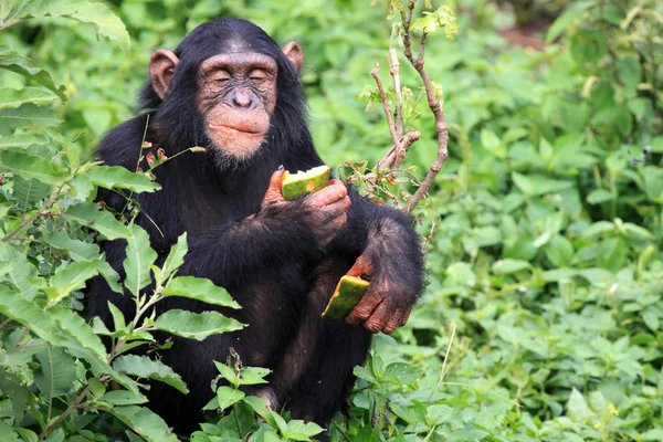 Chimpancé - Uganda — Foto de Stock