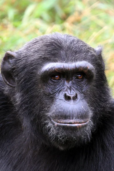 Chimpancé - Uganda — Foto de Stock