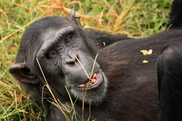 침팬지-우간다 — 스톡 사진
