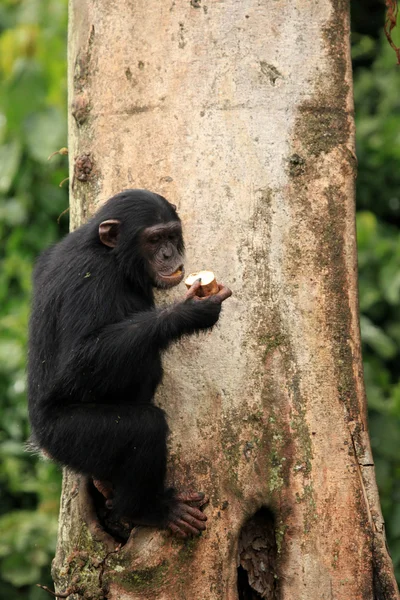 침팬지-우간다 — 스톡 사진