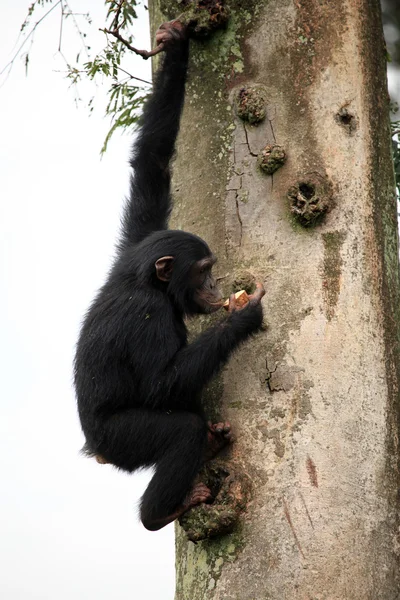 Şempanze - uganda — Stok fotoğraf