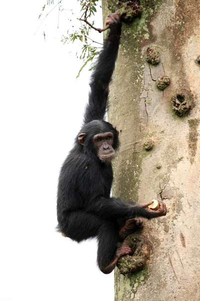 Chimpancé - Uganda — Foto de Stock