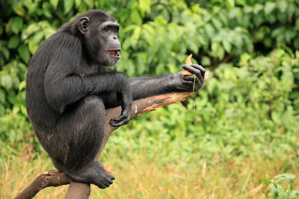 Chimpanzé - Ouganda — Photo