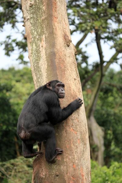 Šimpanz - uganda — Stock fotografie