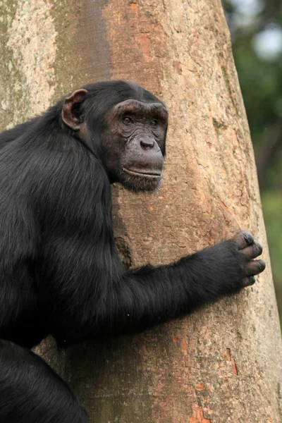 Chimpanzé - Uganda — Fotografia de Stock