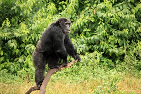 Schimpans - uganda — Stockfoto