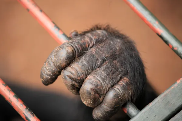 Şempanze - uganda — Stok fotoğraf