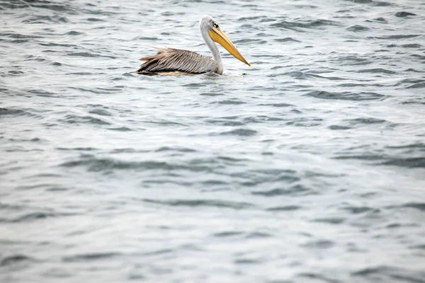 Pelikan - Schutzgebiet für Wildtiere - Uganda — Stockfoto