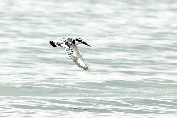 Eisvogel - Naturschutzgebiet - Uganda — Stockfoto