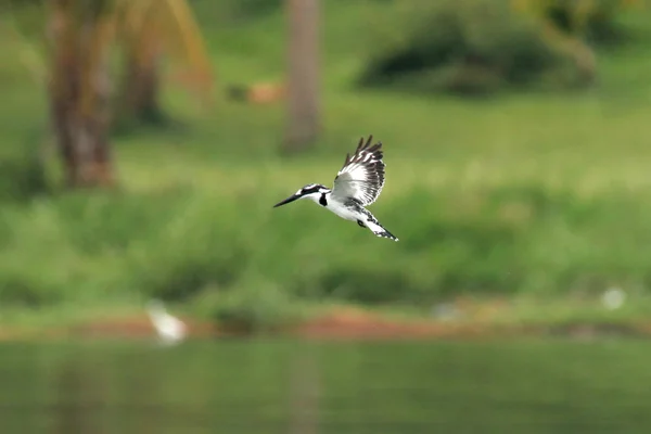 Kingfisher - yaban hayatı kutsal - Uganda — Stok fotoğraf