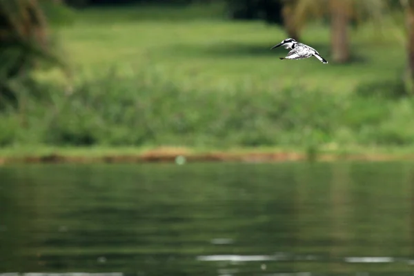 Kingfisher - Santuário da Vida Selvagem - Uganda — Fotografia de Stock
