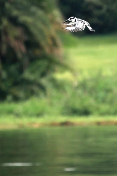 Kingfisher - Santuário da Vida Selvagem - Uganda — Fotografia de Stock