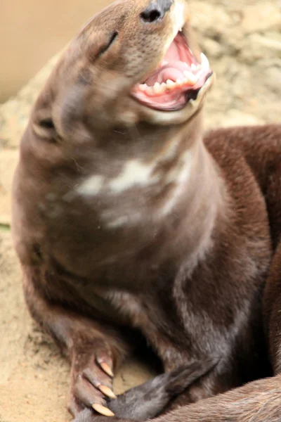 Otter - Fauna selvatica africana — Foto Stock