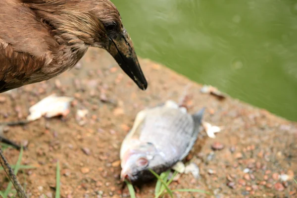 Hammerkop - Margasatwa Afrika — Stok Foto