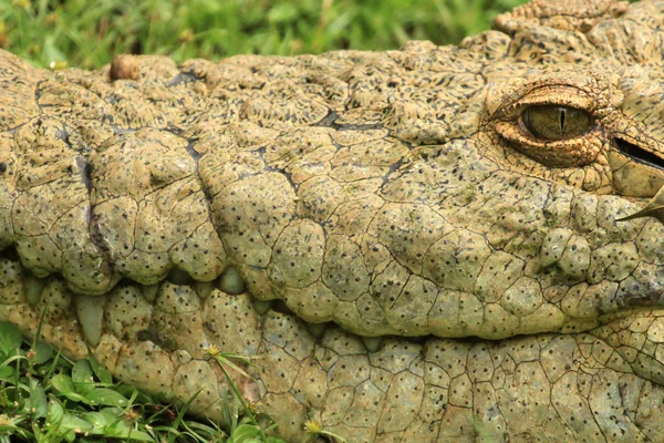 Crocodille - dziką Afrykańską przyrodą — Zdjęcie stockowe