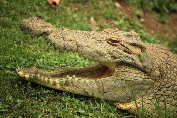Crocodille - Afrika yaban hayatı — Stok fotoğraf