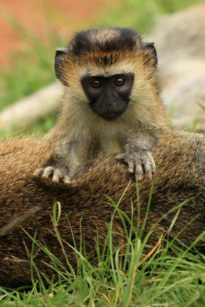 Vervet maymun - Afrika yaban hayatı — Stok fotoğraf