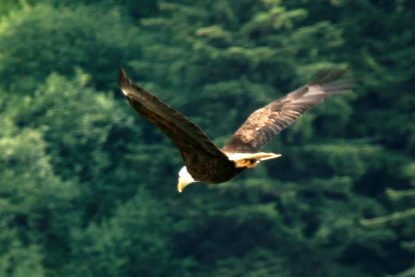 Bald Eagle - Juneau, Alaska, Amerikai Egyesült Államok — Stock Fotó