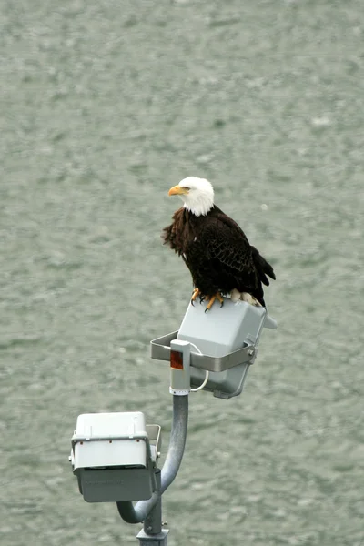 Bald Eagle - Juneau, Alaska, Amerikai Egyesült Államok — Stock Fotó