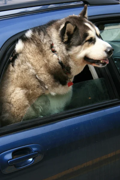 Huskies in the car — Stock Photo, Image