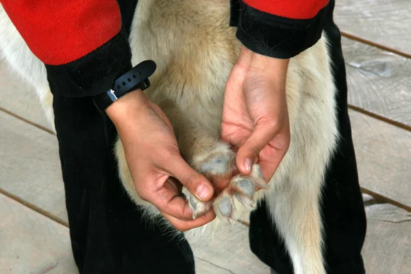 Husky Dog Sledding, Alasca, EUA — Fotografia de Stock