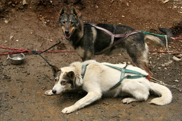 Husky kutyaszán, Alaska, Amerikai Egyesült Államok — Stock Fotó